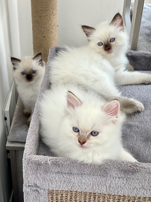 Portée chatons Ragdoll - 2025
